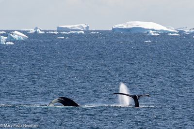 Humpback whales