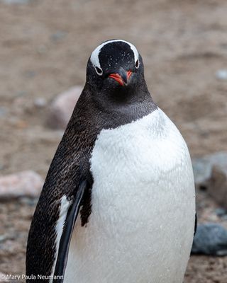 Gentoo penguin