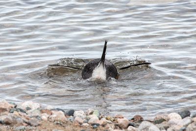 Gentoo penguin heading out to sea