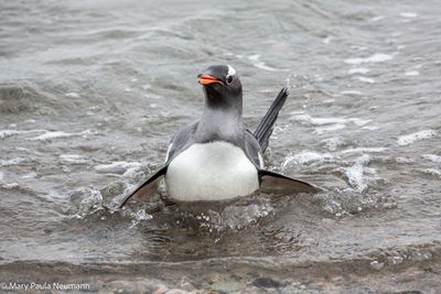 Gentoo penguin