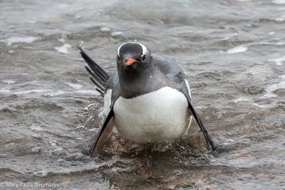 Gentoo penguin
