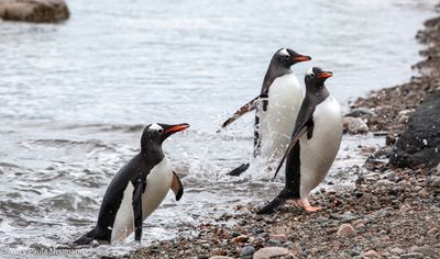 Gentoo penguins emerging from the sea