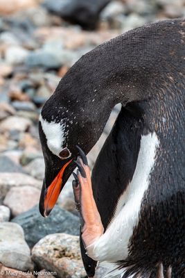 Gentoo penguin scratching