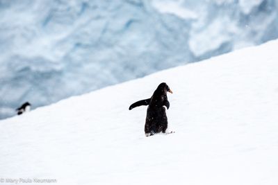 Gentoo penguins headed uphill