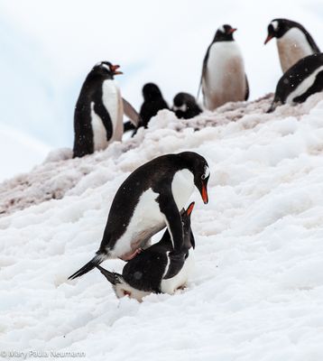 Mating Gentoo penguins