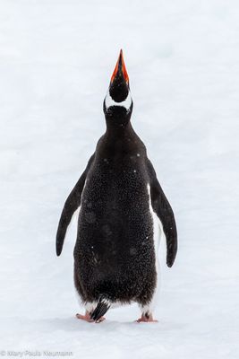 Gentoo penguin backside