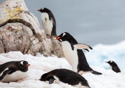 Gentoo penguins