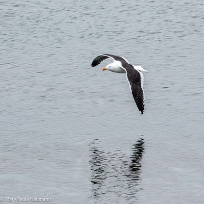 Gull