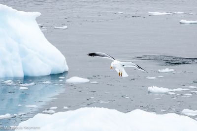 Gull
