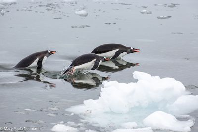 Gentoo penguins swimming