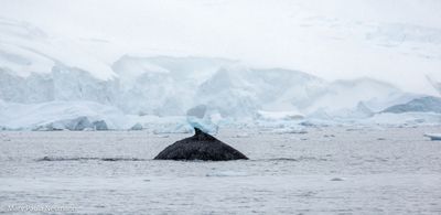 Humpback whale