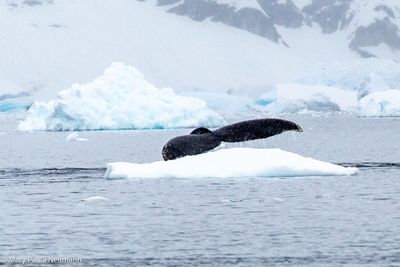 Humpback whale tail