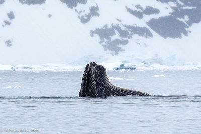 Humpback whale head