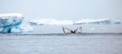 Humpback whale tail