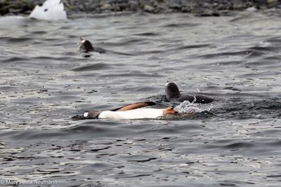 Gentoo penguin doing the side stroke