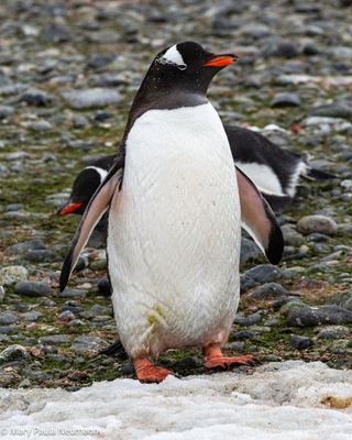 Gentoo penguin