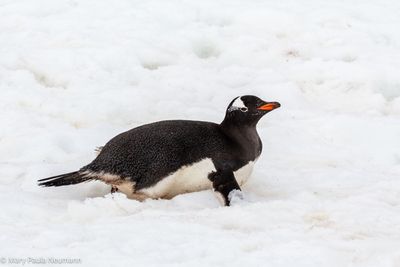 Gentoo penguin