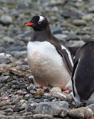Gentoo penguin