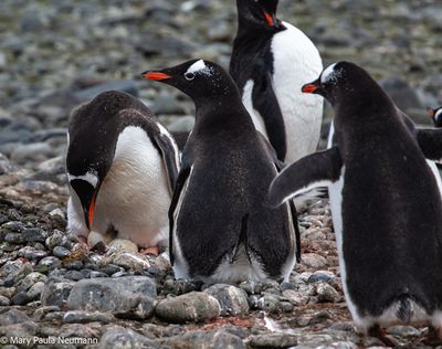 Gentoo penguin sitting on egg
