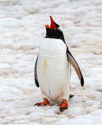 Vocalizing Gentoo penguin