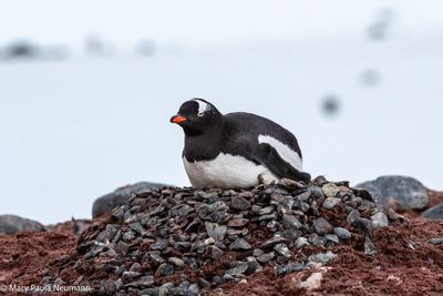 Gentoo penguin sitting on nest