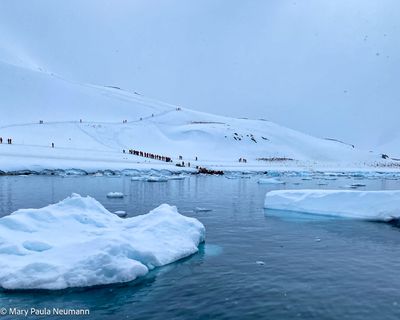 excursion to penguin colony