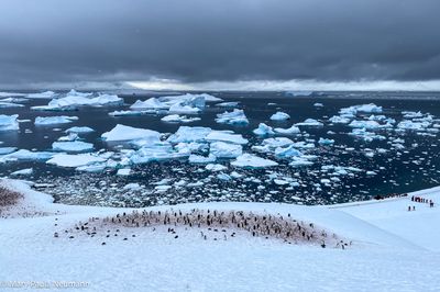 Gentoo penguin colong