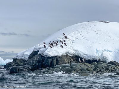 Cormorants