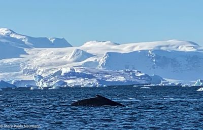 Humpback whale