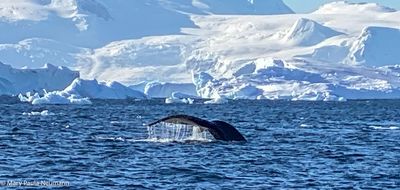 Humpback whale
