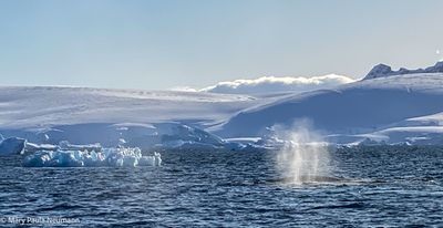 Humpback whale