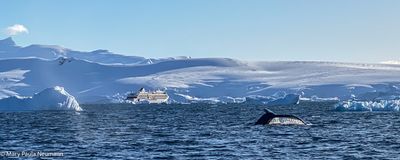 Humpback whale