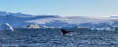 Humpback whale