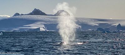 Humpback whale