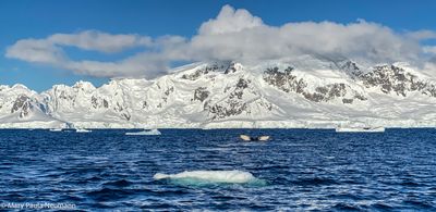 Humpback whale tail