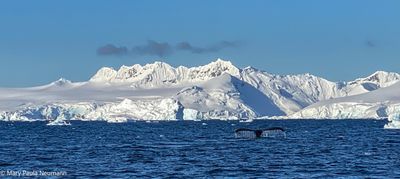 Humpback whale tail