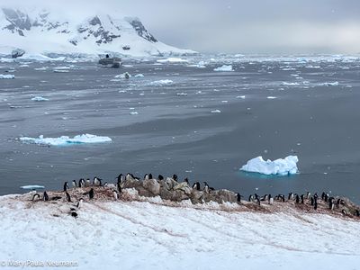 Gentoo penguin colony