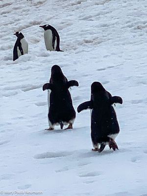 Gentoo penguins