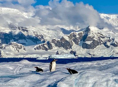 Gentoo penguins floating by on an iceberg