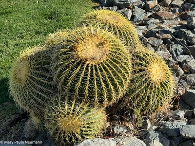 Barrel cactus