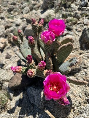 Beavertail cactus in bloom