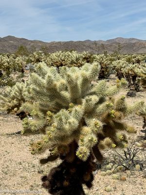 Cholla gardens at Joshua Tree park