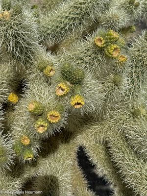 Cholla cactus, Joshua Tree park