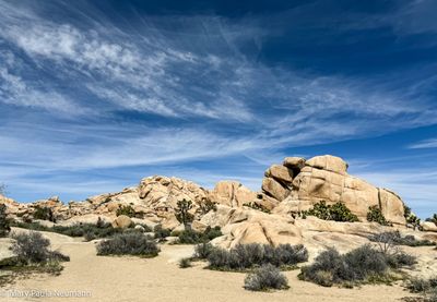 Joshua Tree park