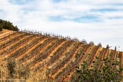 The Winelands