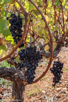 Old grapes