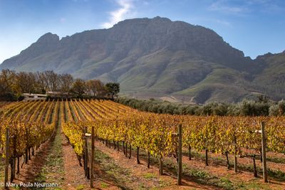 The Winelands