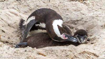 African penguins at Boulder Bay