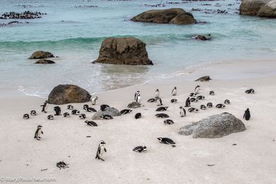 Penguins at Boulder Bay