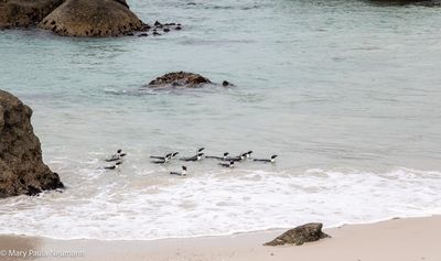 Penguins at Boulder Bay